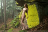 Nebelwald