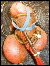 Cock