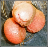 Cock