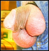 Cock