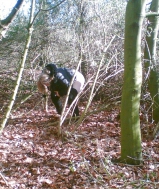 nasty slut sara pissing outdoors