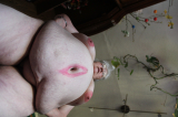 my fat wife