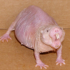 zallenbuiger9`s avatar